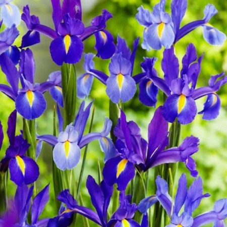 Ірис Голландський Discovery Purple опт
