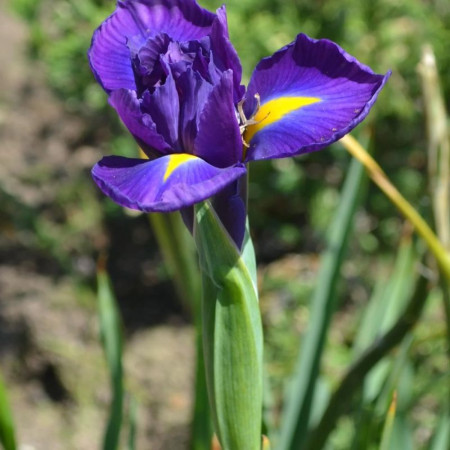 Ірис Голландський Discovery Purple опт