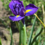 Ірис Голландський Discovery Purple опт