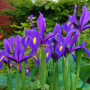 Ірис Голландський Purple Sensation 8/+