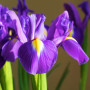 Ірис Голландський Purple Sensation 8/+