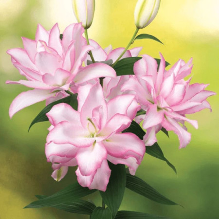 Лілія Махрова Roselily Anouska 16/18