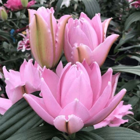 Лилия Махровая Roselily Cordula 18/20