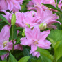 Лилия Махровая Roselily Cordula 18/20