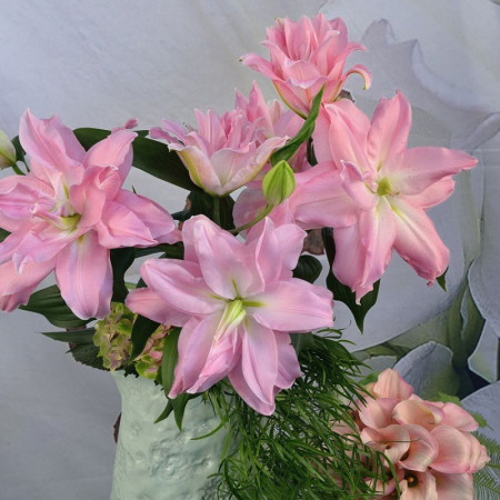 Лилия Махровая Roselily Editha 18/20