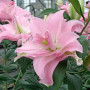 Лилия Махровая Roselily Editha 18/20