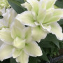 Лилия Махровая Roselily Joella 17/19