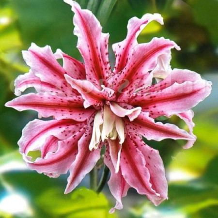 Лилия махровая восточная Magic Star 18/20