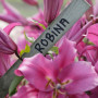 Лилия ОТ-гибрид Robina 20/22