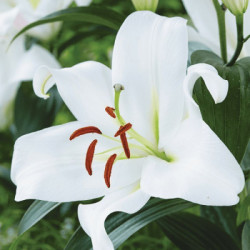 Лилия ОТ-гибрид Zambesi 24/26