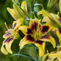 Лилия Азиатская Pieton 14/16