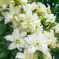 Лилия Махровая Roselily Ramona 17/19
