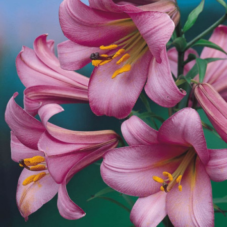 Лилия Трубчатая Pink Perfection 14/16