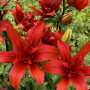 Лилия Махровая азиатская Red Twin 14/16