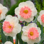 Нарцисс корончатый Pink Parasol 10/12