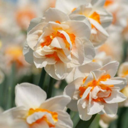 Нарцисс махровый Flower Parade 12/14