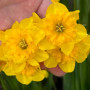 Нарцисс сплит-корона Yellow Parrot 10/12