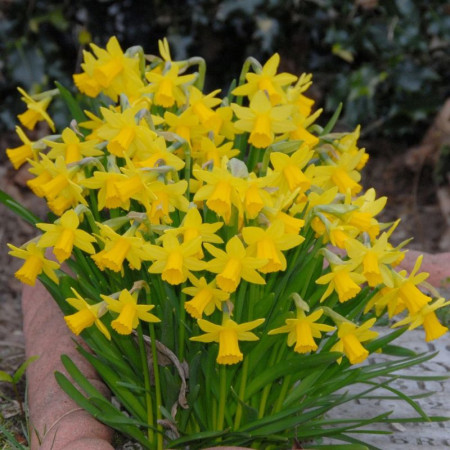 Нарцисс миниатюрный Tete a Tete 10/11