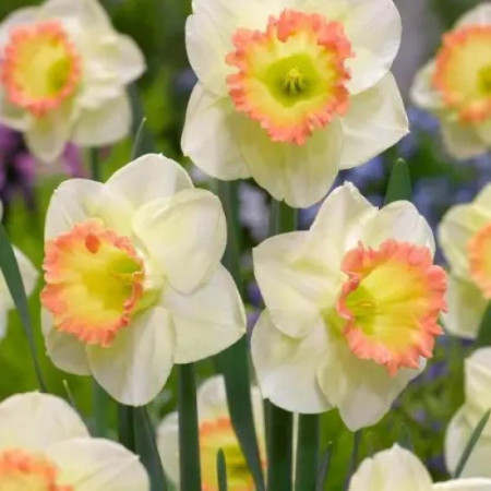 Нарцисс корончатый Martha Stewart 12/14