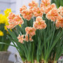 Нарцисс сплит-корона Apricot Whirl 12/14