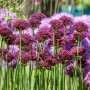 Аллиум декоративный Atropurpureum 10/+