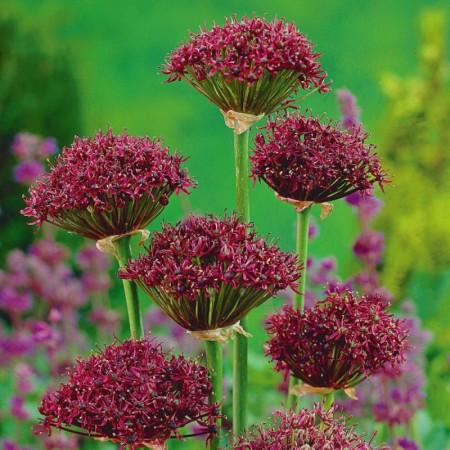 Аллиум декоративный Atropurpureum 10/+