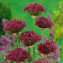 Аллиум декоративный Atropurpureum 10/+