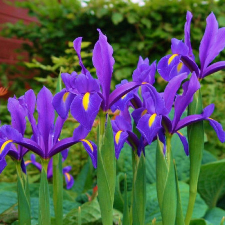 Ірис Голландський Purple Sensation 7/8
