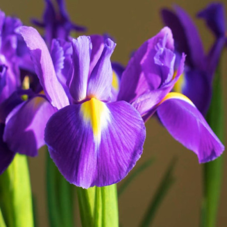 Ірис Голландський Purple Sensation 7/8