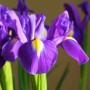 Ірис Голландський Purple Sensation 7/8