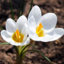 Крокус ботанічний Miss Vain 5/7