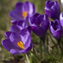 Крокус великоквітковий Flower Record 9/10