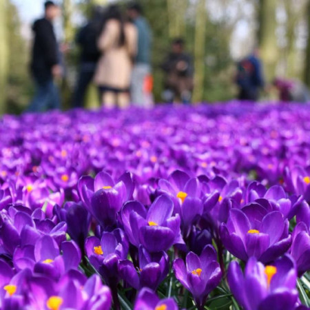 Крокус великоквітковий Flower Record 9/10