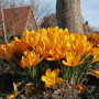 Крокус великоквітковий Golden Yellow 9/10