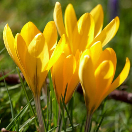 Крокус великоквітковий Golden Yellow 9/10