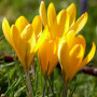 Крокус великоквітковий Golden Yellow 9/10