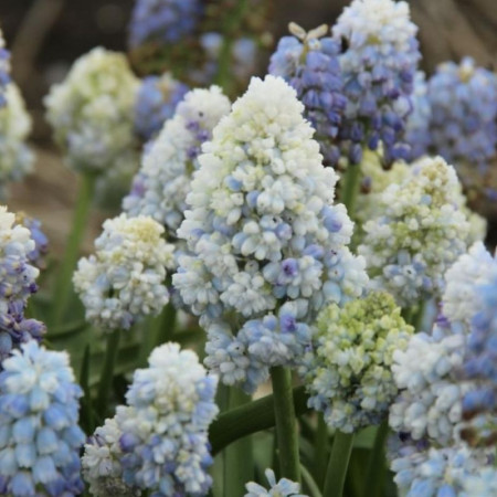 Мускарі Nature's Beauty 8/9