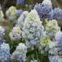 Мускарі Nature's Beauty 8/9