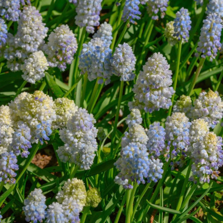 Мускарі Nature's Beauty 8/9