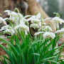 Проліска (Галантус) Flore Pleno 4/5