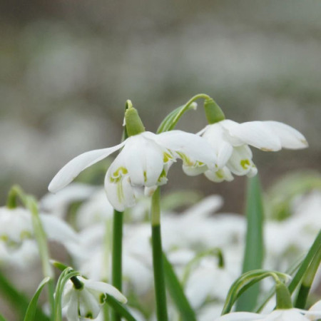 Проліска (Галантус) Flore Pleno 4/5