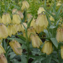 Фрітіларія Pallidiflora 10+