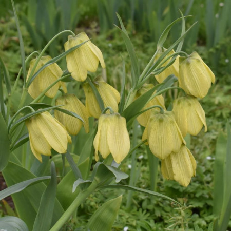 Фрітіларія Pallidiflora 10+