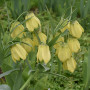 Фрітіларія Pallidiflora 10+