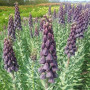 Фритилария Persica Purple Favorite 20/24