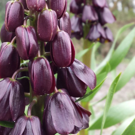 Фритилария Persica Purple Favorite 20/24