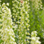 Фритилария Persica White 20/+
