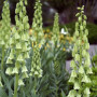 Фритилария Persica White 20/+