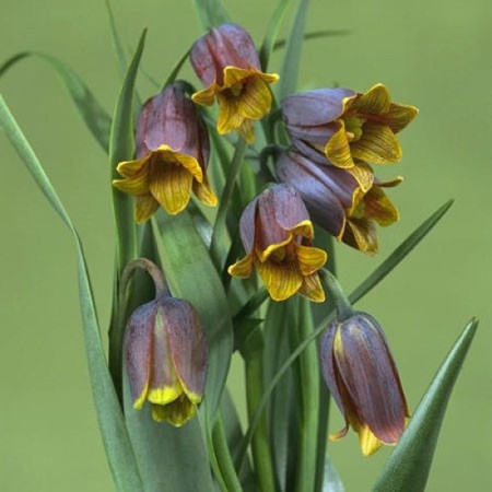 Фрітіларія uva-vulpis 8+