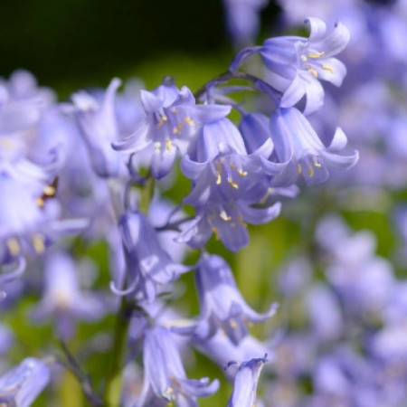 Гіацинтоідес Blauw 7/8